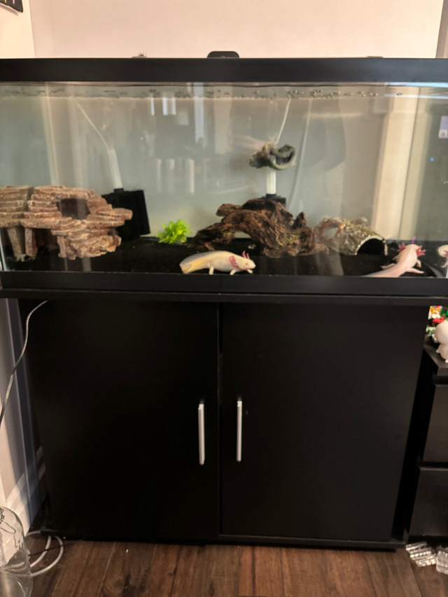 40 gallon tank and stand with breeding axoltls for sale in Fish for Rehoming in City of Toronto