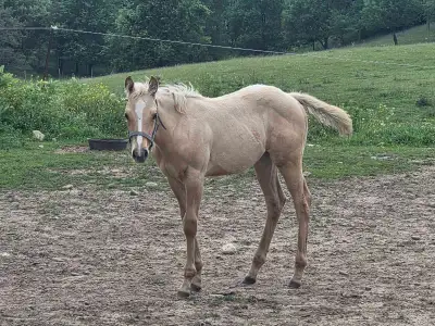 This gorgeous AQHA palimino filly is looking for her person, View more