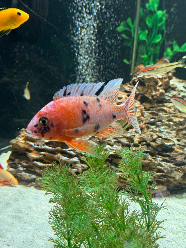 Pink OB Peacock in Fish for Rehoming in London - Image 2
