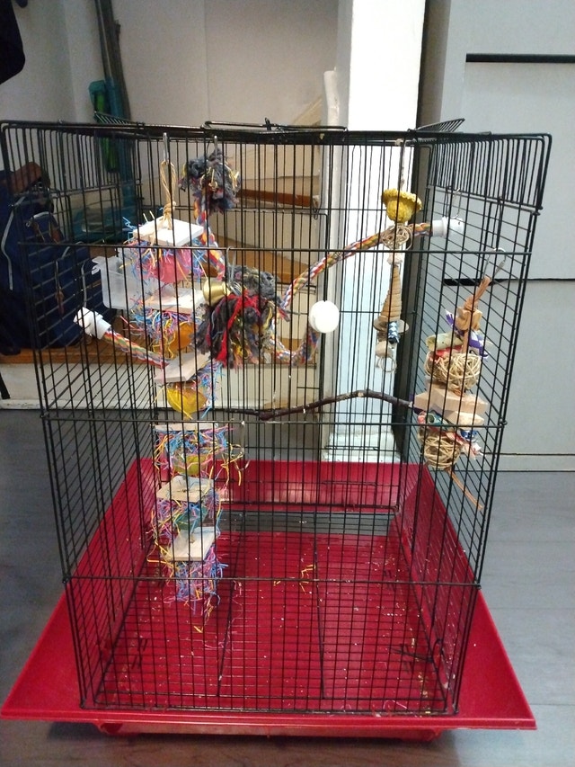 Bird cage with accessories Birds for Rehoming City of Toronto Kijiji