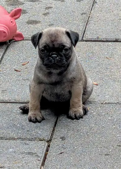 Pug (carlin), View more