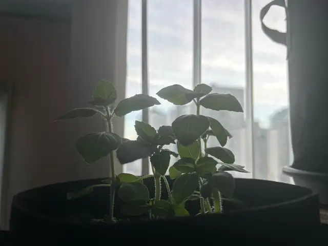 Holy Basil (Good Fortune Plant) in Plants, Fertilizer & Soil in City of Toronto - Image 10