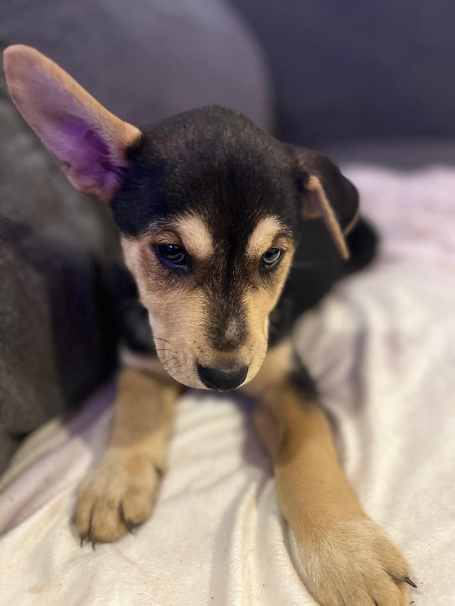 Cane Corso/Husky Mi in Dogs & Puppies for Rehoming in St. Catharines - Image 2