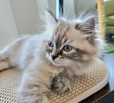 Purebred Siberian Neva Masquerade Kittens, View more
