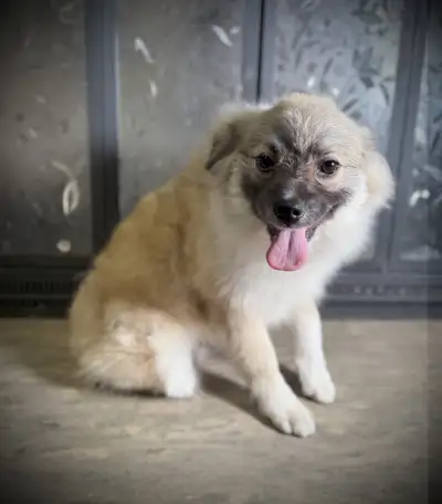 Purebred Pomeranian puppy - calm and quiet - delivery available, View more