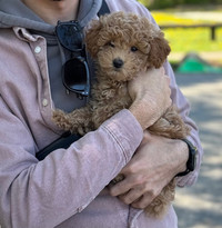 Female Tiny Purebred Toy Poodle 