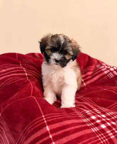 Malshi puppies, View more