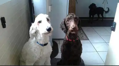2 Beautiful Standard Goldendoodle Sisters for Rehoming, View more