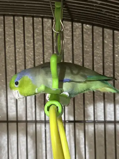 Parrotlet - Oliver - Rehoming, View more