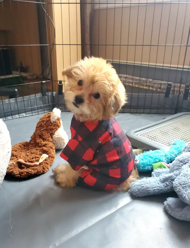 Yorkie poo- SOLD!!! in Dogs & Puppies for Rehoming in Oakville / Halton Region - Image 2
