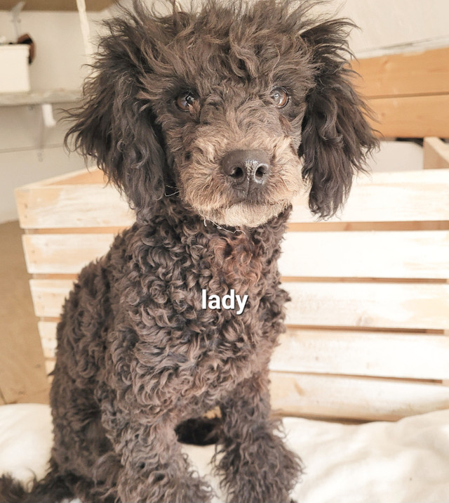 Toy/Mini Poodle in Dogs & Puppies for Rehoming in Vancouver