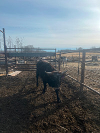 Yearling watusi/corrientie bull