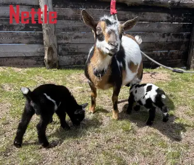 Purebred Nigerian Dwarf Goats (Does) for sale - 2 does left, View more