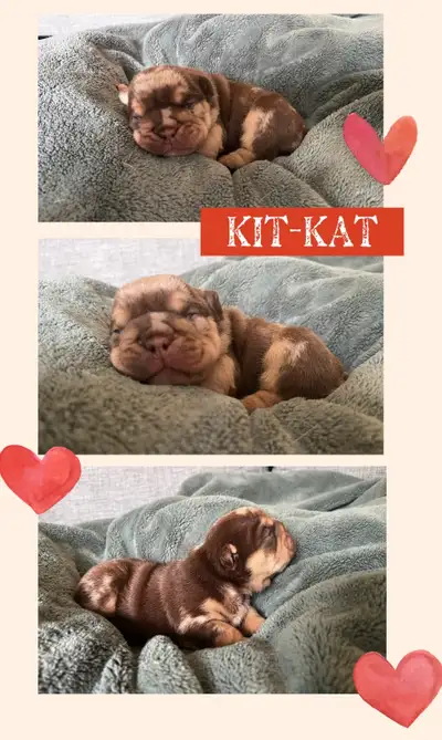 Bulldog anglais - 1 mâle et 1 femelle, View more