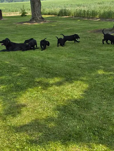 Pure Bred Lab Puppies, View more