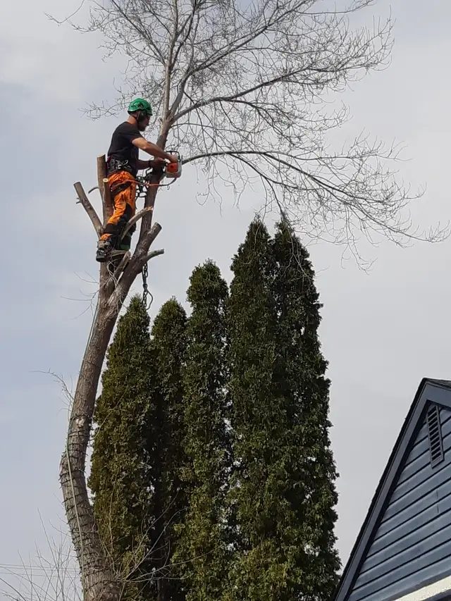 Certified arborist / tree climbing service62863255228801127