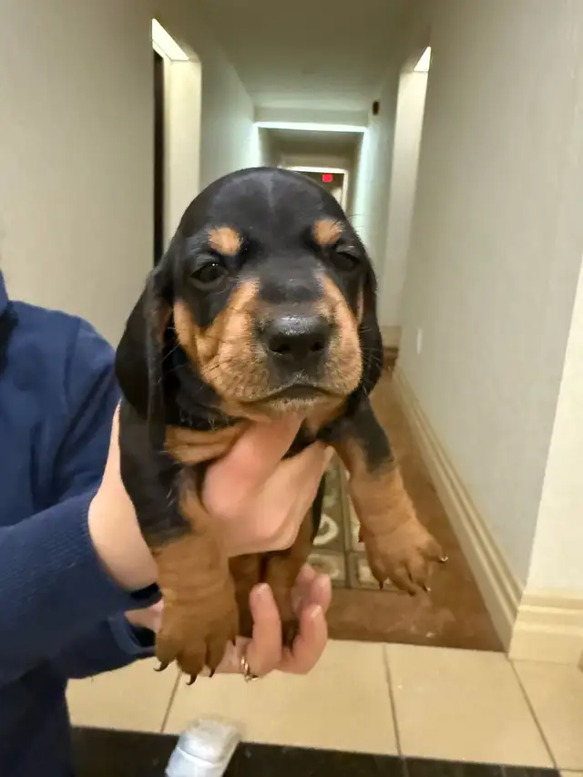 ONLY 3 LEFT!!!!! Mini Dachshund Puppies Available in Dogs & Puppies for Rehoming in City of Toronto - Image 6