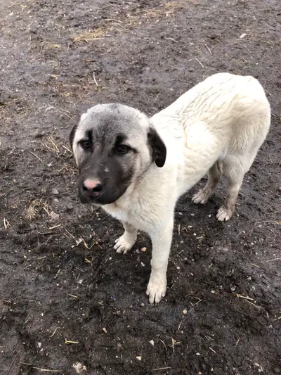 2 female Kangal puppies for sale. They are 7 months old. They come with first shots and dewormed. Th...