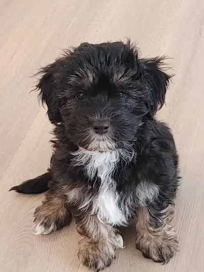 Yorkiepoo pups ready now, View more