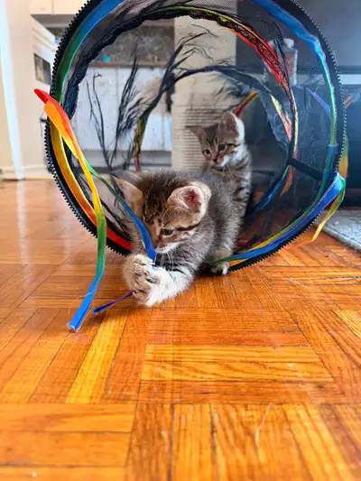Maine Coon x Bengal Kitties Ready for Furrever Home , View more