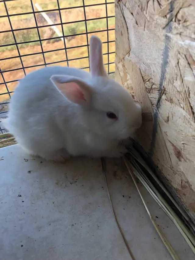 Adorable Pet Rabbits Looking for Their Forever Homes! in Small Animals for Rehoming in Moncton - Image 11