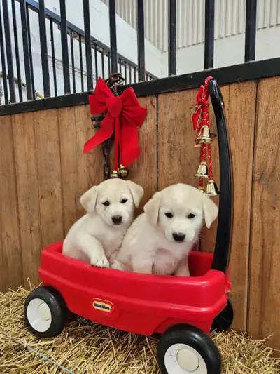 Adorable lab cross, View more