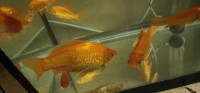 7 Comet pond goldfish