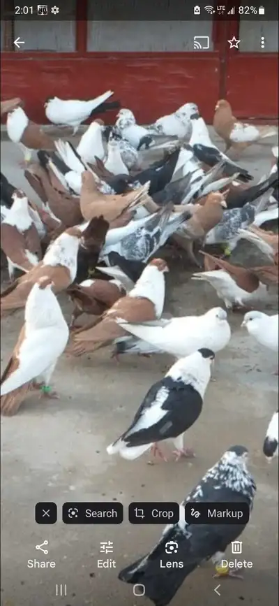 Beautiful Afghan pigeons , View more