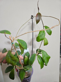 Hoya Mindorensis Plant