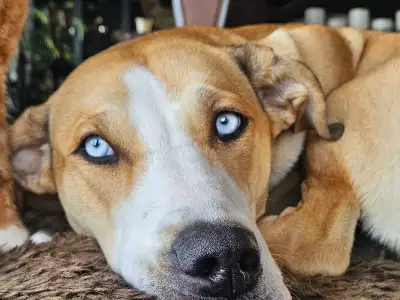 Smart, 1 year old female with blue eyes (SPAYED), View more