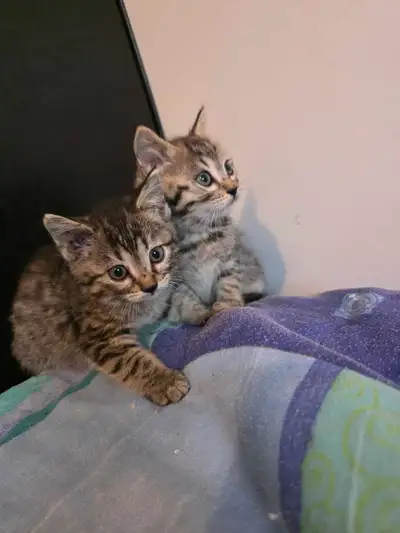 Magnifiques chatons Bengal X à vendre, View more