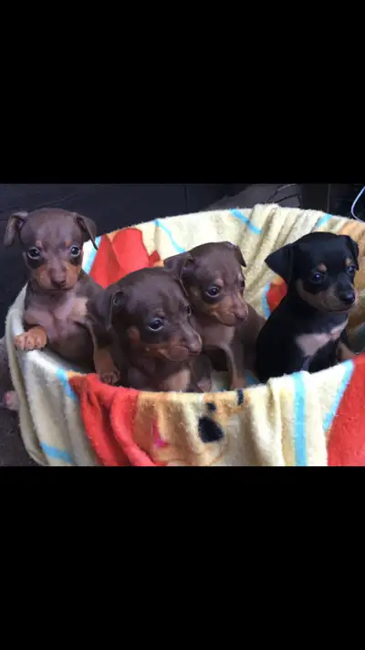 Miniature Pinscher puppies, View more