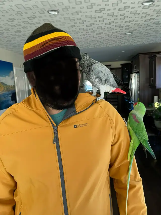 Young African Grey Male Parrot for Rehoming in Birds for Rehoming in St. Catharines - Image 4