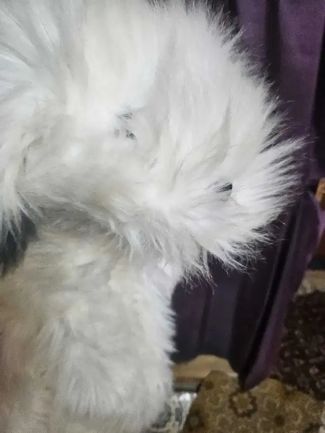 Costume Chien pour enfant 6-7 ans in Costumes in Sherbrooke - Image 8