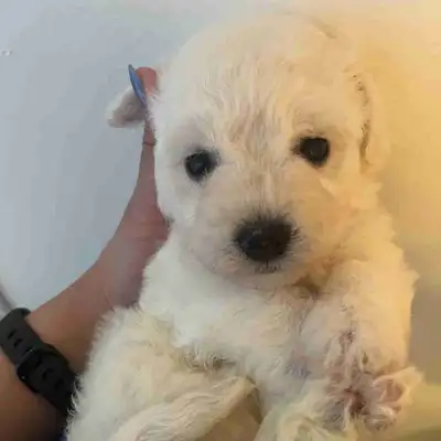 Purebred Bichon Frise Puppies! Adoption fee negotiable. 3 girls and 2 boys! 1st picture is female. S...