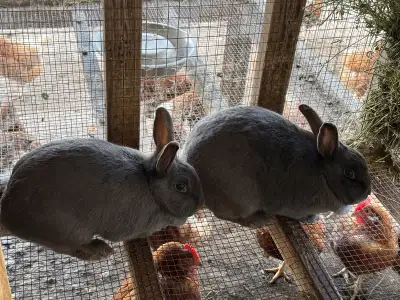 New Zealand X Female Rabbits 1 Year Old, View more