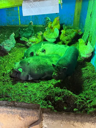 chickens for sale , View more