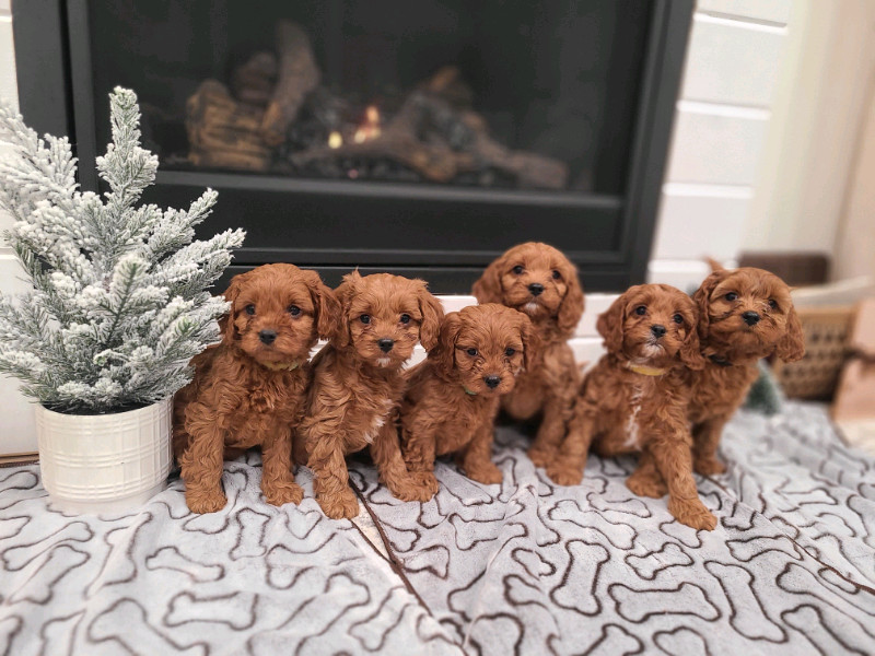 CAVAPOO PUPPIES!!! Dogs & Puppies for Rehoming Penticton Kijiji