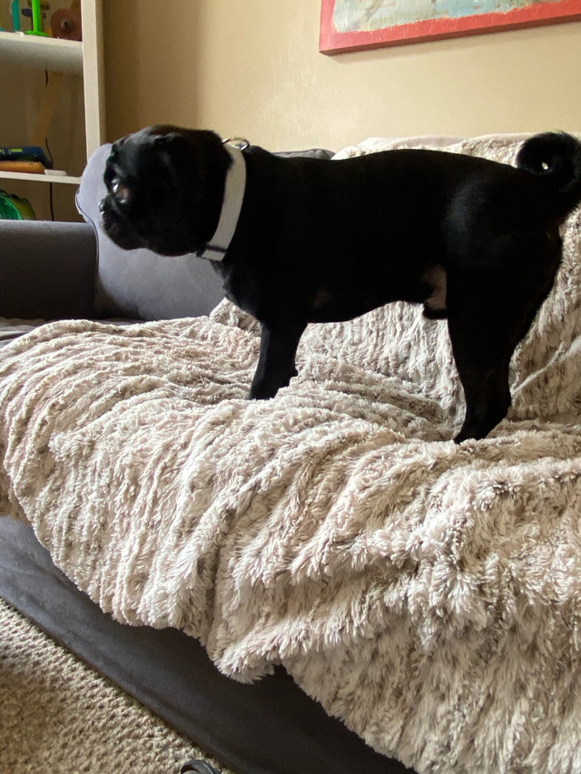 Full grown year old pugs in Dogs & Puppies for Rehoming in Edmonton - Image 4