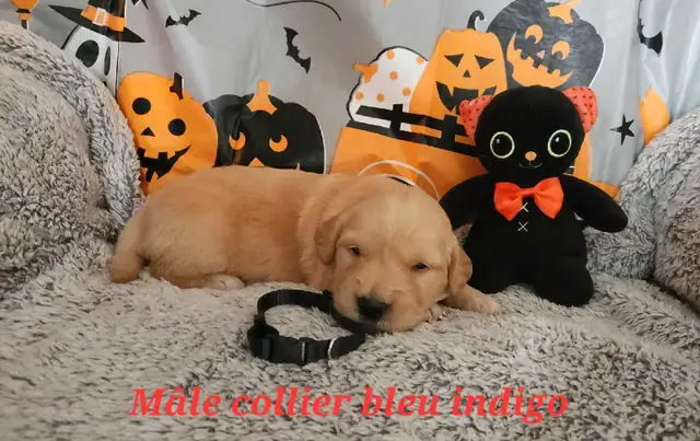 Golden Retriever puppy