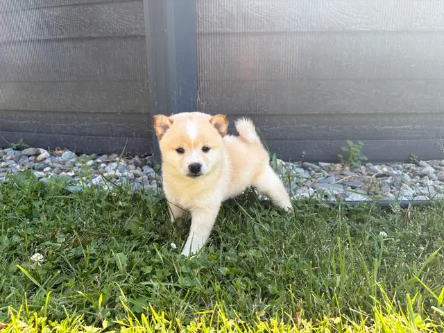 Chiots Shiba Inu puppies!! Pure race!! Micro pucé in Dogs & Puppies for Rehoming in Saint-Hyacinthe - Image 4