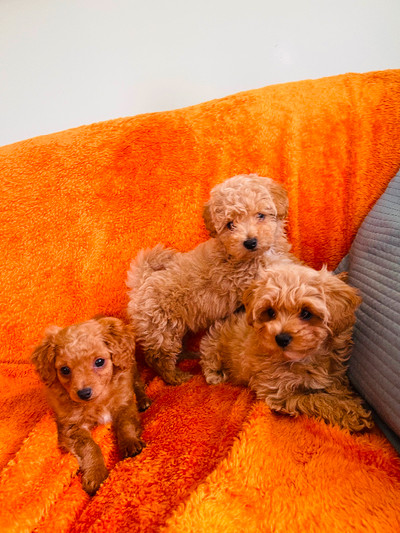 Adorable Toy Poodle Mix Puppies-Males Only