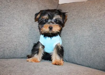 Tiny Toy Yorkie terrier puppy, View more