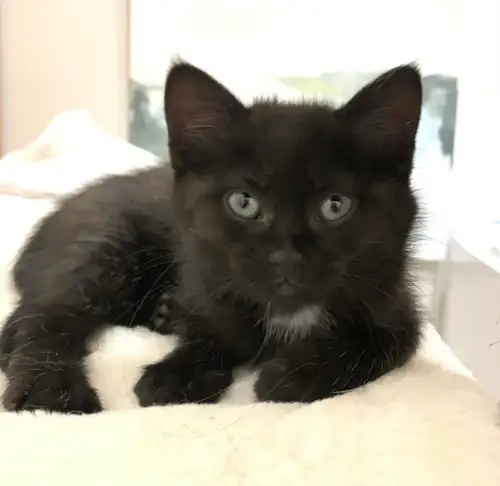 Olive is the last available kitten from the litter. She is playful, affectionate and full of persona...