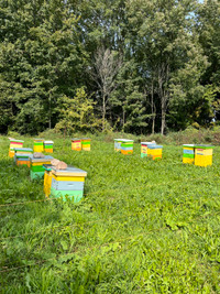 Honey bees. Nucs and Queens