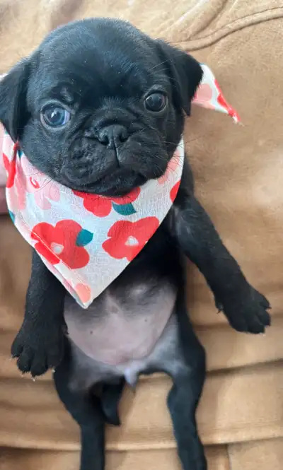 Nous avons 6 adorables chiots carlins, élevés avec amour dans notre foyer, à réserver dès maintenant...