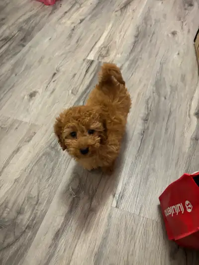 2 month old puppy Maltipoo , View more