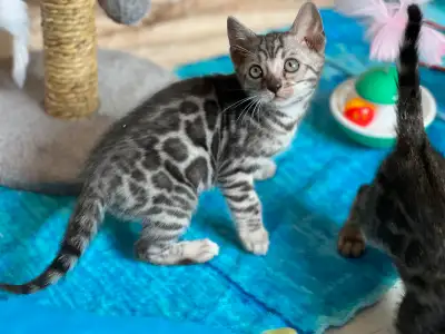 Bonjour Trois magnifiques chatons Bengal prêts à partir bientôt :) 2 mâles et une femelle Ils sont v...
