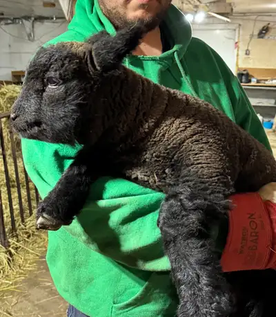 Babydoll lambs, View more