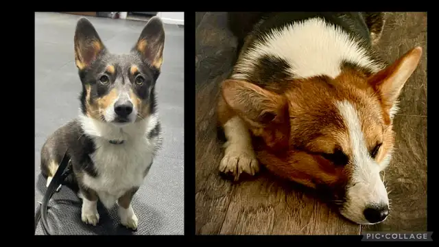 Magnifique Corgi Pembroke chiots in Dogs & Puppies for Rehoming in Laurentides - Image 3
